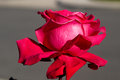 Red Rose