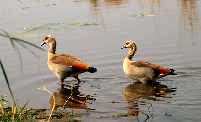 Egyptian Geese