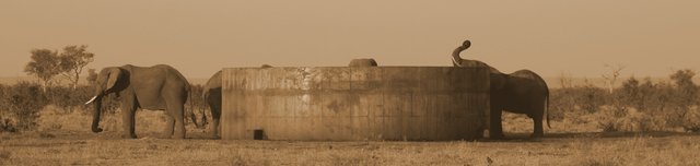 Elephants drinking