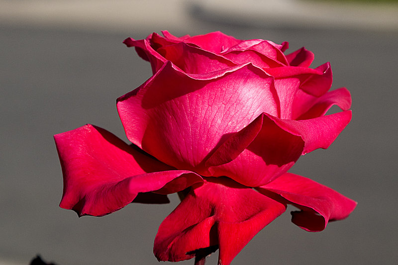 Red Rose
