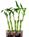 Bamboo Leaves