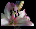 Pink Lily