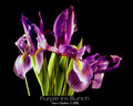 Purple Iris Bunch