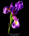 Single Purple Iris