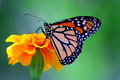Monarch