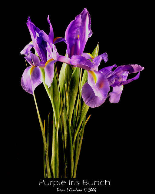 Purple Iris Bunch