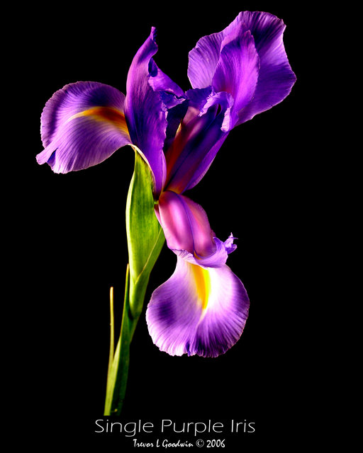 Single Purple Iris