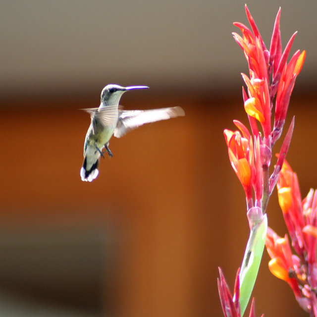 Humming Bird Flight
