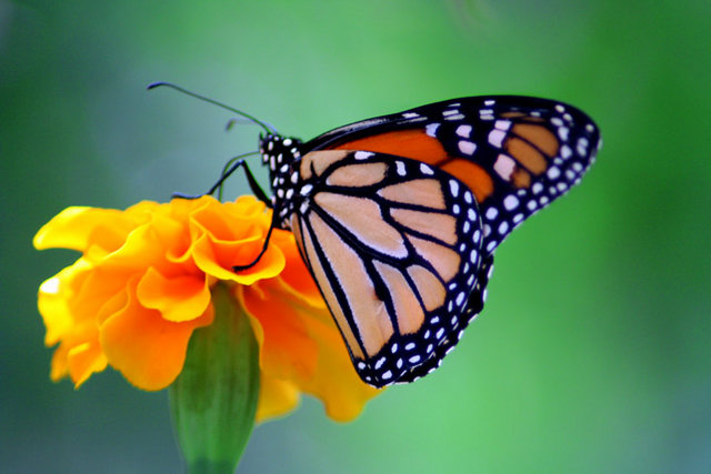 Monarch