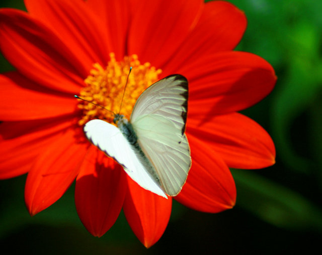 White Moth