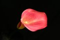 Red Calla