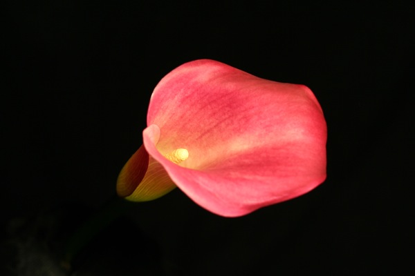 Red Calla