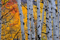 Aspen on Fire