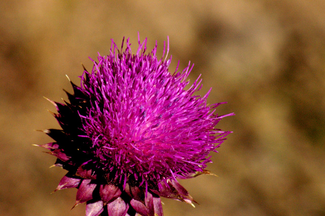 Lavendar