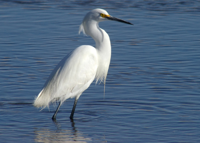 Snowy White.jpg