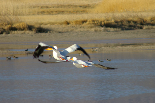 In Flight.jpg