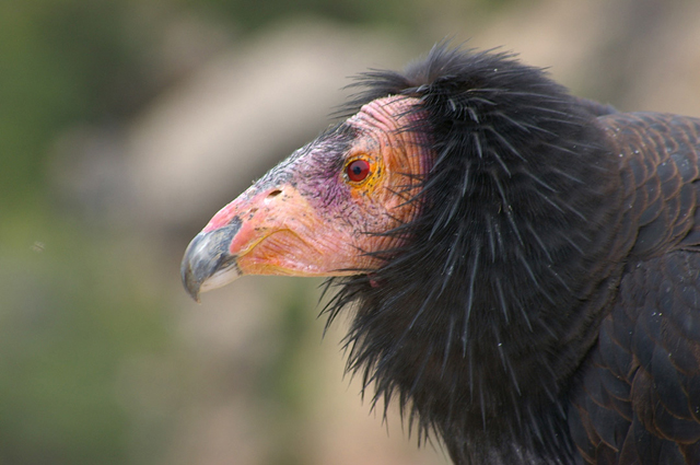 Condor-Close-up