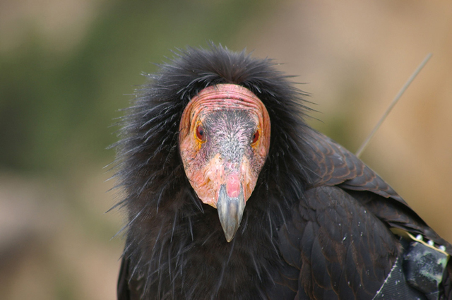 Posing Condor