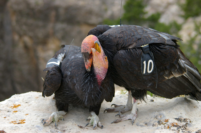 Love Birds