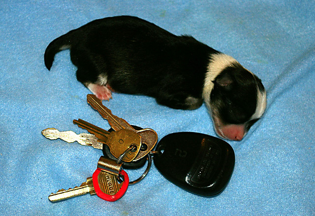 New Born