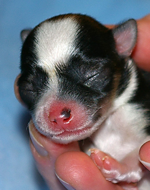 New Born Close-up