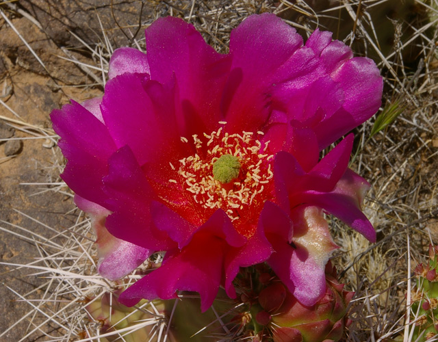 Cactus Flower
