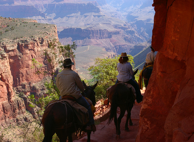 Grand Canyon Mule Ride