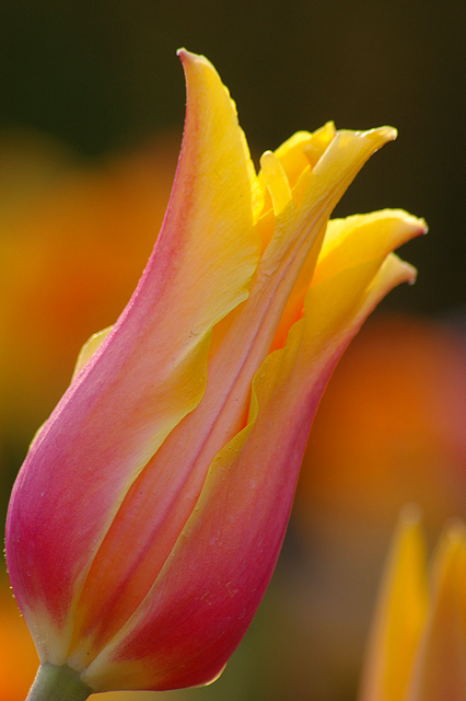 Spring Peach (Tulip)