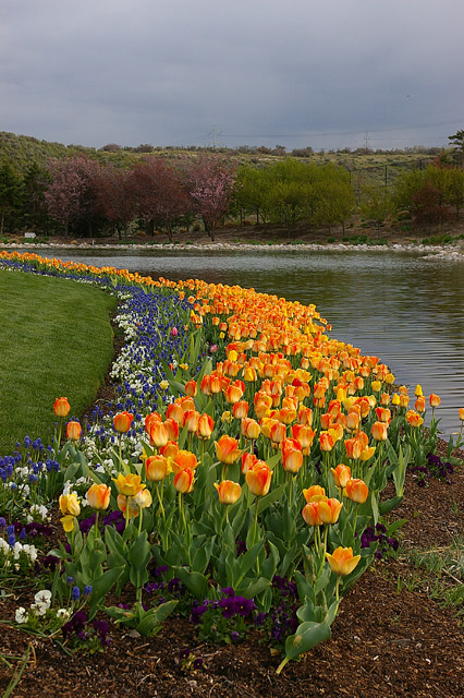 Tulips on the River