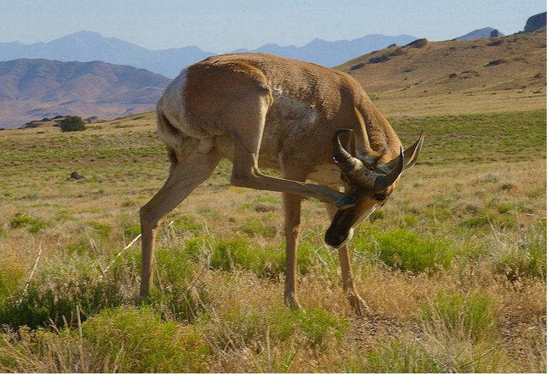 Got and Itch? Scratch It !!