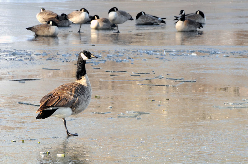 Cold Feet