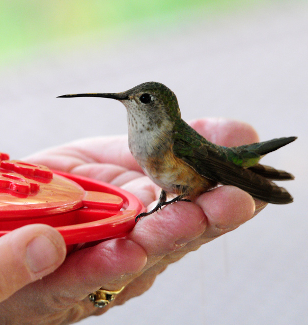 Bird In Hand