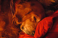 Biscuit001.jpg