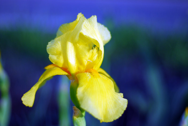 iris.jpg