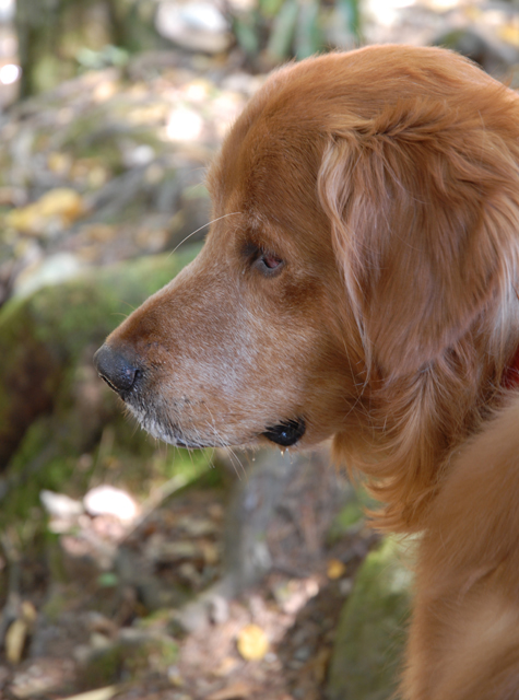 An-Old-Dog.jpg