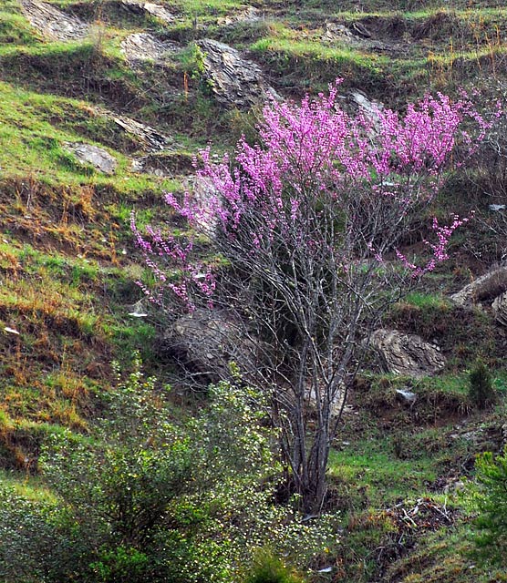 Redbud.jpg