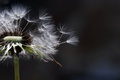 Dandy