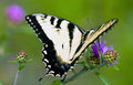 Butterfly 1