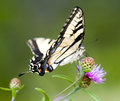 Butterfly 2