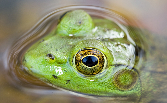 I see you