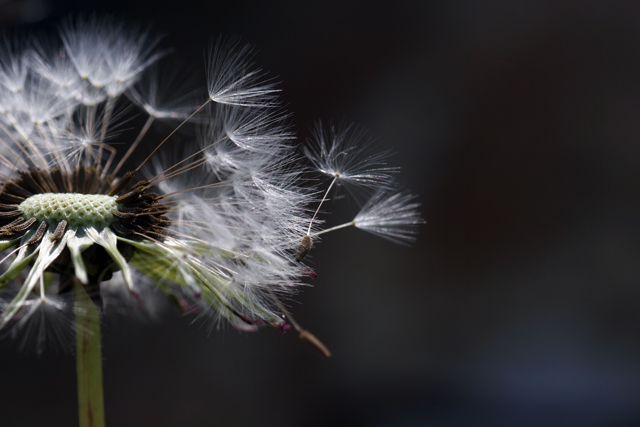 Dandy