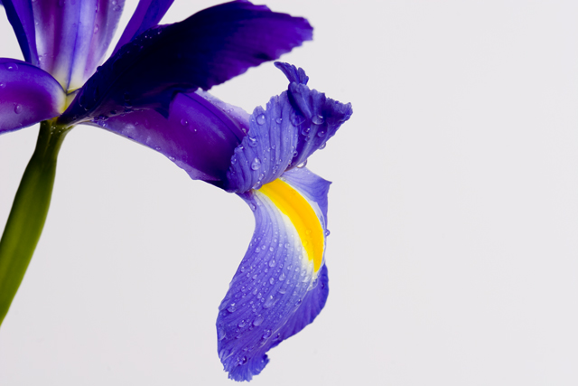 Iris