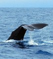 Whale Fluke