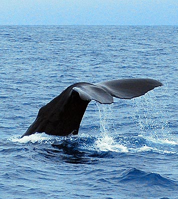 Whale Fluke