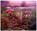 Wildflower at Dusk.jpg