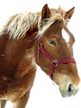 Horse-Portrait-in-Winter.jpg