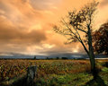 The-Corn-Field.jpg