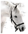 White-on-White.jpg