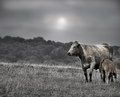 Bovines.jpg
