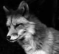 Fox-In-Black-and-White.jpg
